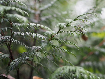 Close-up of pine tree during winter