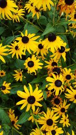 Close-up of yellow flowers blooming outdoors