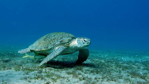 Big green turtle on the reefs of the red sea.