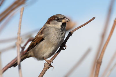 Portrait of a house sparrow perching on a branch.