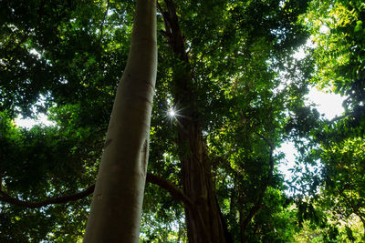 Low angle view of sunlight streaming through trees