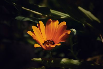 Close-up of orange flower