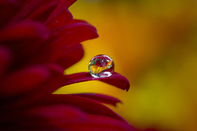 Close-up of insect on yellow flower