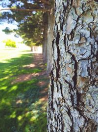 Close-up of tree trunk in forest