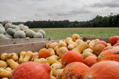 Wooden boxes with different types of pumpkins for sale next to field on roadside