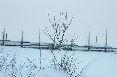 Close-up of frozen plants against sky