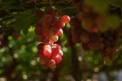 Close-up of berries growing on tree