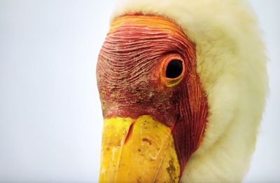 Close-up of a bird