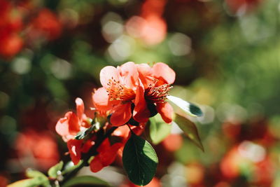 Close-up of red flowering plant