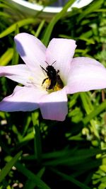 Close-up of bee pollinating flower