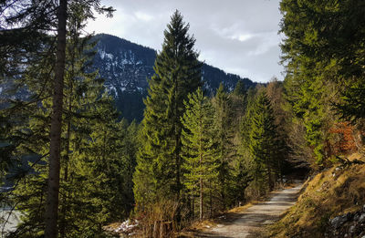 Scenic view of forest against sky