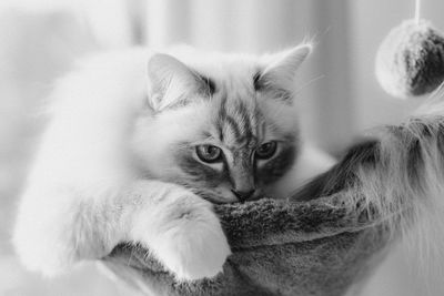 Close-up portrait of cat relaxing