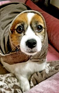 Portrait of dog relaxing on bed at home