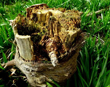 Close-up of grass