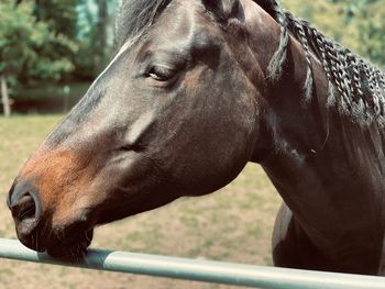 Close-up of horse in ranch
