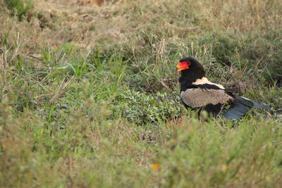 Side view of bird on field