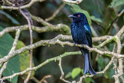 Close-up of bird perching on branch