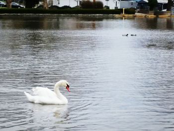 Swan swimming in lake