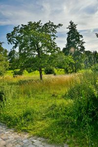 Trees on field against sky