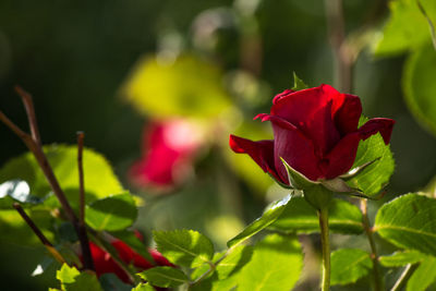 Close-up of red rose on plant