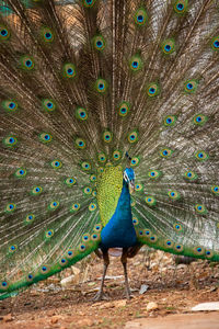 View of peacock