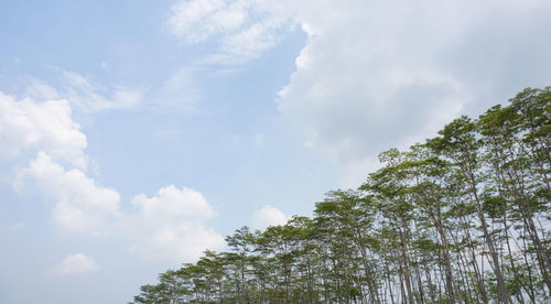 Low angle view of trees against sky