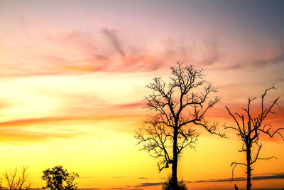 Silhouette tree against orange sky