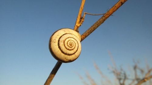 Close-up of snail