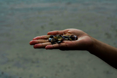 Cropped hand of woman holding stones at beach