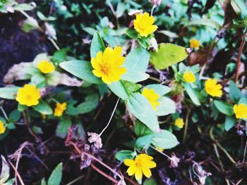 Close-up of yellow flowering plant