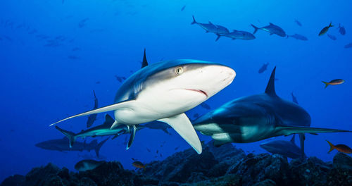 High angle view of swimming in sea