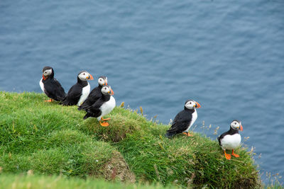 High angle view of bird on grassy field