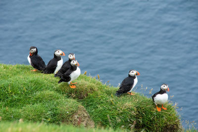 High angle view of puffins on grassy field