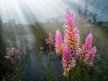 Close-up of pink flowers blooming against sky