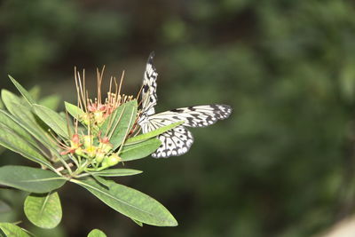 Close-up of butterfly on leaf