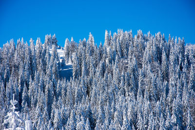 Low angle view of frozen trees against clear blue sky