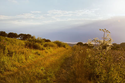 Plants growing on land against sky