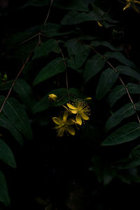 Close-up of yellow flowering plant