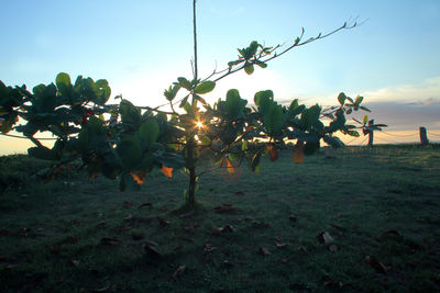 Plants growing on field against sky