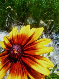 Close-up of yellow flower