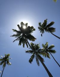 Low angle view of coconut palm tree against blue sky