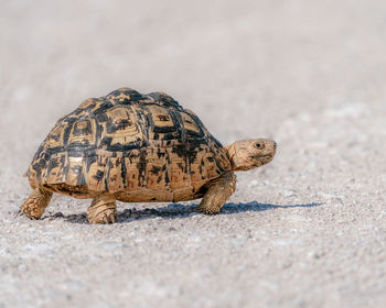 Leopard tortoise crossing the road 