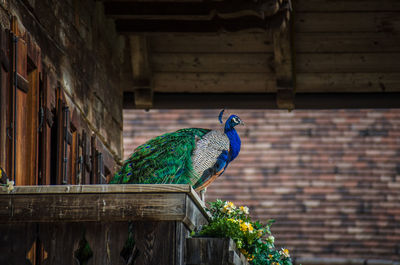 Close-up of peacock perching on wood