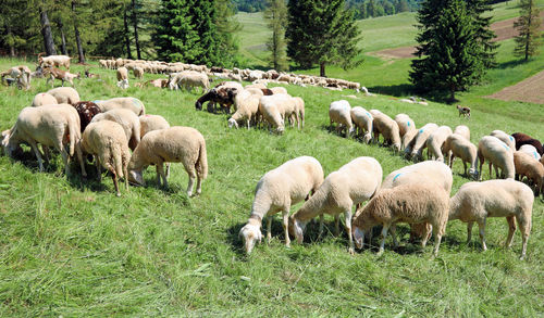 Flock of sheep grazes on the mountain meadow in summer