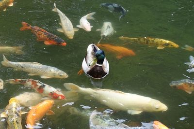 Close-up of koi fish in water