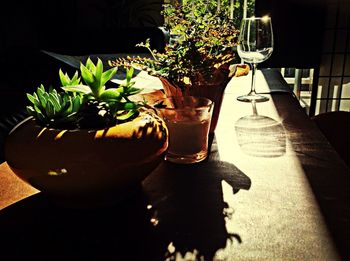 Potted plants in pot