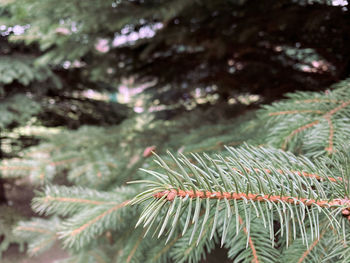 Close-up of pine tree branch