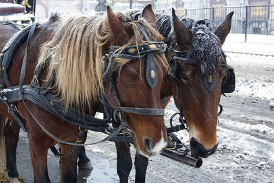 Horses in a horse cart