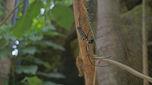 Close-up of insect on plant