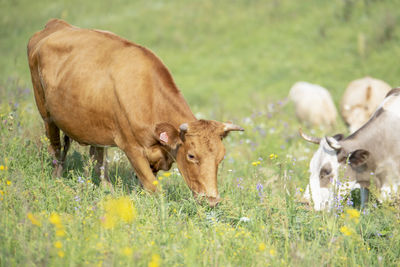 Cows in a field